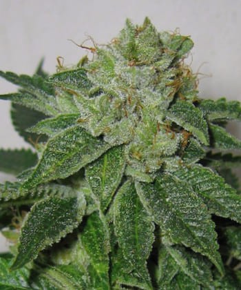 Comprar Mk Ultra Kush de Th Seeds