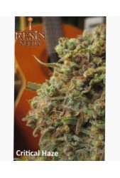 Critical Haze de Resin Seeds