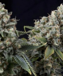 Auto Tuthankamon de Pyramid Seeds online comprar Auto Tuthankamon de Pyramid Seeds