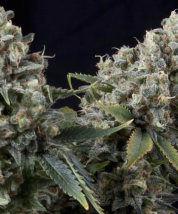 Comprar Auto Tuthankamon de Pyramid Seeds