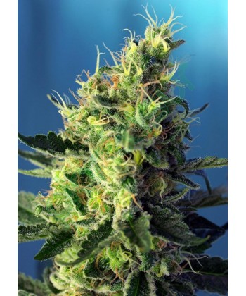 Sweet Pure de Sweet Seeds Sweet Pure de Sweet Seeds