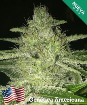 Girl Scout Cookies Comprar Girl Scout Cookies