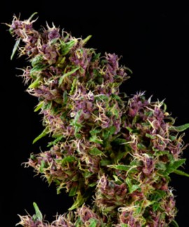 Purple Paro Valley online comprar Purple Paro Valley
