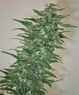 Rishie Kush online comprar Rishie Kush