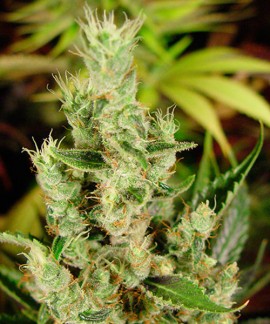 Amnesia Haze online comprar Amnesia Haze