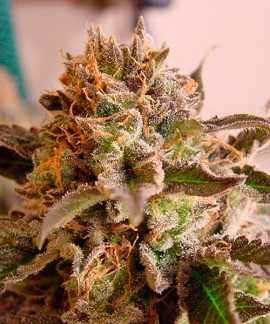 So G Kush online comprar So G Kush
