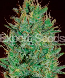 Amnesia Haze online comprar Amnesia Haze