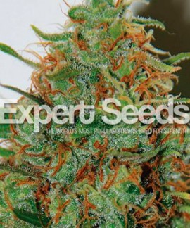 Expert Haze online comprar Expert Haze