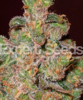 Cheese de Expert Seeds online comprar Cheese de Expert Seeds