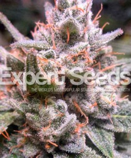 Gorilla Glue 4 Auto online comprar Gorilla Glue 4 Auto