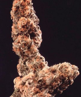 Afghani Special online comprar Afghani Special