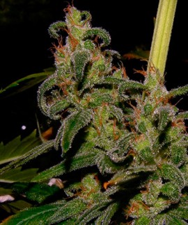 Afghan Haze online comprar Afghan Haze