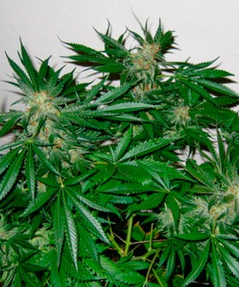 Early Skunk online comprar Early Skunk