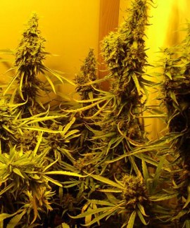 G13 Skunk online comprar G13 Skunk