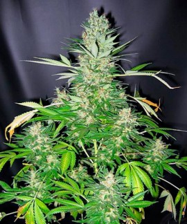 Master Kush x Skunk online comprar Master Kush x Skunk