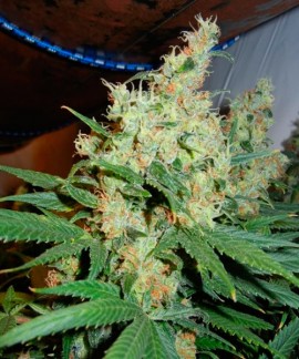 NL5 x Haze online comprar NL5 x Haze