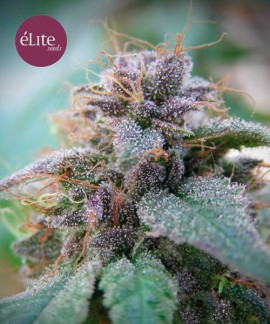 Blue Elite Indica online comprar Blue Elite Indica