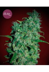 Llimonet Haze Clásica THC de Élite Seeds