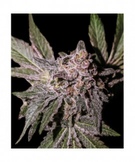 Limon Haze de Exclusive Seeds