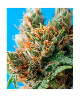 Durban Punch