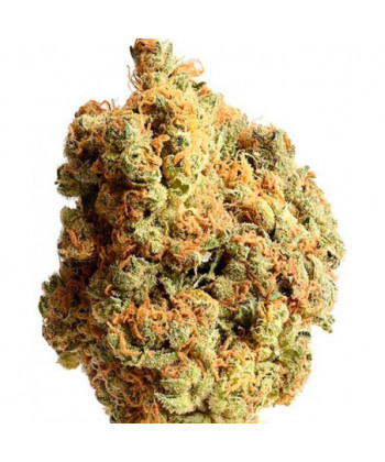 Comprar AK 020 de Amsterdam Genetics