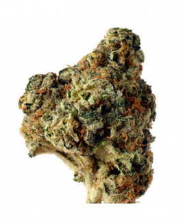 AK Choco Kush de Amsterdam Genetics