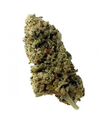 Comprar Green Magic de Amsterdam Genetics