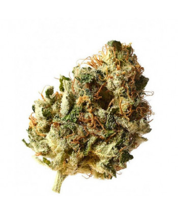 Comprar Kosher Choco Kush de Amsterdam Genetics