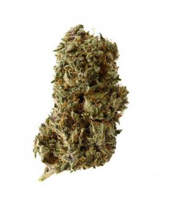 Comprar Kosher Tangie Kush de Amsterdam Genetics