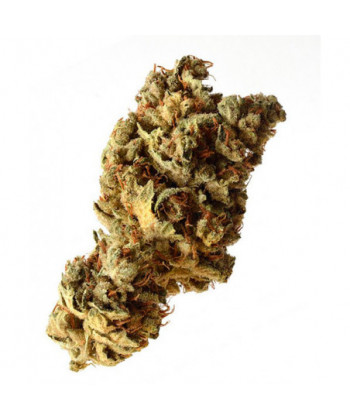 Comprar Pineapple Kush de Amsterdam Genetics
