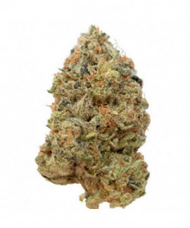Tangerine G13 de Amsterdam Genetics