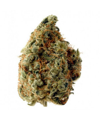 Comprar White Choco de Amsterdam Genetics