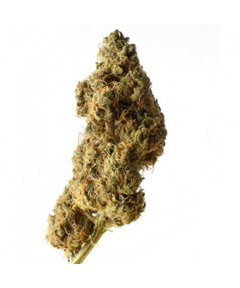 Comprar White Choco Haze de Amsterdam Genetics