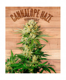 Cannalope Haze