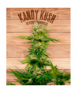 Kandy Kush