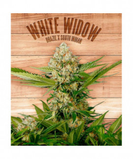 White Widow
