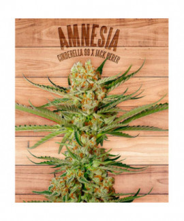 Amnesia