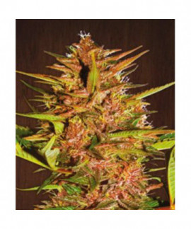 Pakistan Chitral Kush Pack De Cria online comprar Pakistan Chitral Kush Pack De Cria