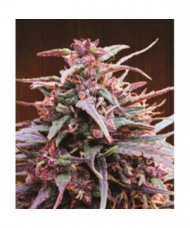 Purple Haze x Malawi online comprar Purple Haze x Malawi