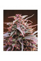 Purple Haze x Malawi de Ace Seeds Regulares