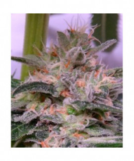 Bubba Hash online comprar Bubba Hash