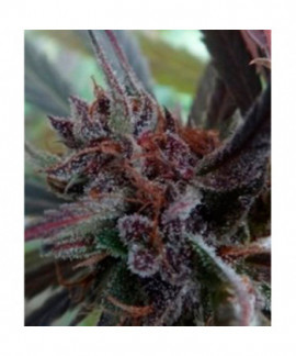 Haze x Kali China online comprar Haze x Kali China