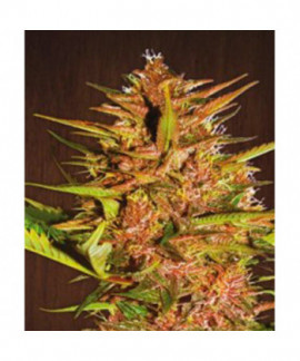 Pakistan Chitral Kush Pack De Cria online comprar Pakistan Chitral Kush Pack De Cria