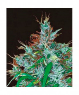 Panama Haze online comprar Panama Haze