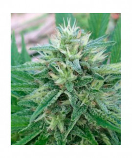 Panama x Bangi Haze online comprar Panama x Bangi Haze