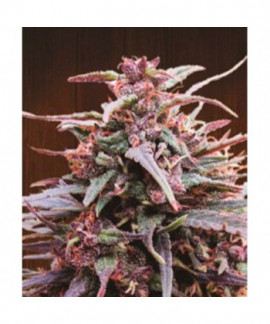 Purple Haze x Malawi online comprar Purple Haze x Malawi