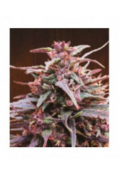 Purple Haze x Malawi de Ace Seeds