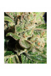 Blue Cheese de Big Buddha Seeds