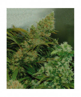 Bubble Cheese online comprar Bubble Cheese