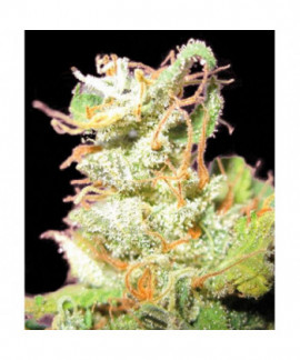 Buddha Haze online comprar Buddha Haze